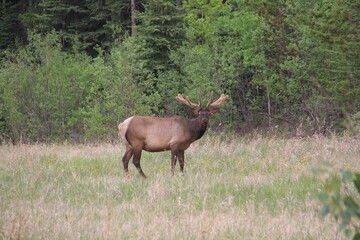 Jasper Alberta Rocky Mountain Scenery