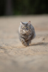 A fluffy grey cat with vibrant green eyes runs toward the viewer on a dusty path. Its grey fur...