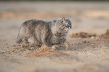 A beautiful grey long-haired tabby cat walks across sandy terrain during the day. Its green eyes are focused to the right, showing an alert and watchful presence in the dry outdoor environment © honey_paws