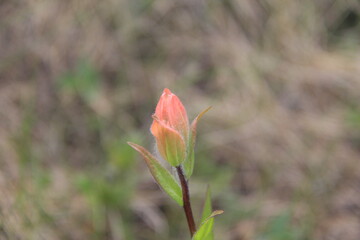 Jasper Alberta Rocky Mountain Scenery