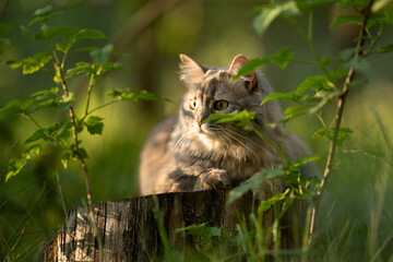 Gray tabby cat sits on an old tree stump, framed by green foliage. Warm golden light from the late afternoon sun highlights its fur as it quietly observes the natural outdoor setting