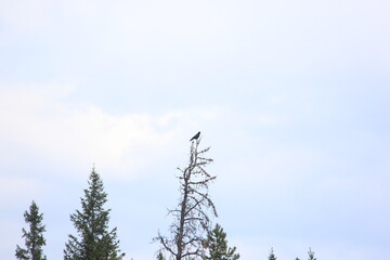 Jasper Alberta Rocky Mountain Scenery