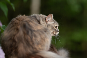 Fluffy gray and brown cat sits in a vibrant green garden during the day. It turns its head to the right, observing its natural surroundings with alert ears and keen eyes