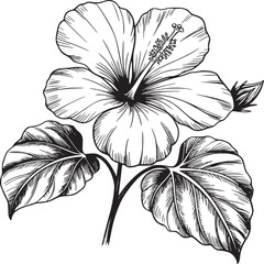 Detailed line art illustration of a hibiscus flower with leaves and a bud on a white background © John