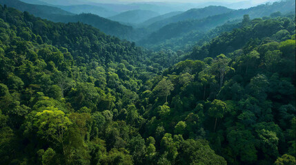Lush green rainforest landscape with rolling hills and misty mountains  