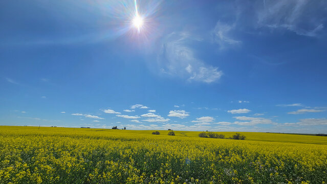 Campo de flores amarelas sob c&eacute;u azul intenso em dia ensolarado