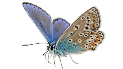 Isolated Common Blue Butterfly, beautiful wings, delicate beauty, macro portrait, fauna © Sergiu