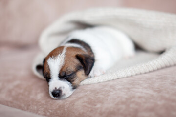 Tiny Puppy sleeping on cozy blanket on sofa indoors