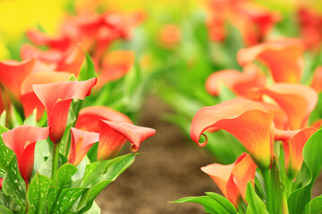 colorful Calla Lily or Arum Lily or Gold Calla flowers blooming in the garden 
