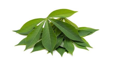 Fototapeta premium Fresh cassava leaves arranged in a cluster on a transparent background, photographed from an overhead perspective.