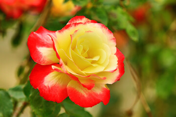 fresh colorful Rose blooming in the garden with green leaves