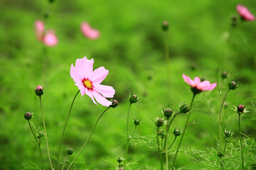Cosmos bipinnatus or Garden cosmos or Mexican aster flowers blooming in the garden with green background
