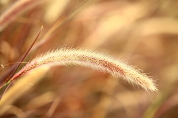Pennisetum Feather or Fountain Grass or Pennisetum Setaceum growing in the field with soft background
