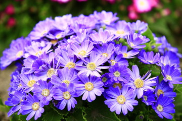 many colorful Cineraria flowers blooming in the garden with green leaves
