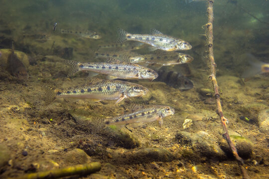 Underwater photograph of a group of common gudgeon (Gobio gobio) swimming in their natural freshwater habitat. Captured in clear water with natural light, showing authentic behavior and environment.