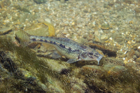 Underwater photography of a Common Gudgeon (Gobio gobio) feeding and swimming in a natural freshwater habitat. Captured in clear water with natural light, showing authentic behavior and environment.