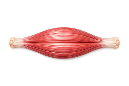 Detailed illustration of a human skeletal muscle with tendons on a black background