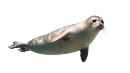 Isolated Harbor seal gracefully swimming forward in clear water, light skin, whiskers