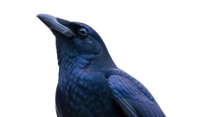 Fototapeta premium Isolated bird in a studio shot, a dark crow looking up against a soft, diffuse background