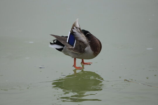 Yeşilbaş &ouml;rdeğin kendini temizlemesi (preening), yaban hayatı fotoğraf&ccedil;ılığında "Animal Behavior" (Hayvan Davranışı) kategorisine girer ve bu t&uuml;r "doğal yaşam rutinleri" stok sitelerinde &ccedil;ok aranan te