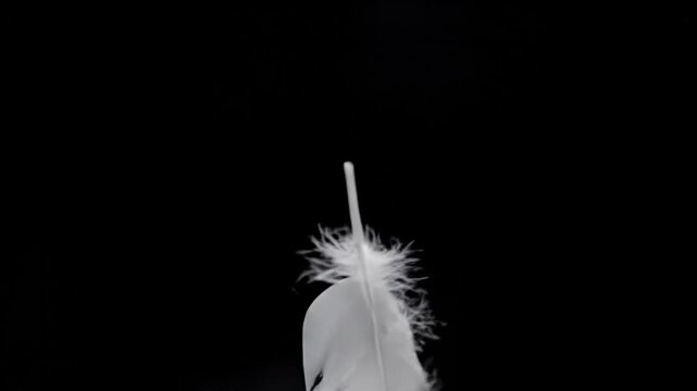 A single white feather gently drifting on black background