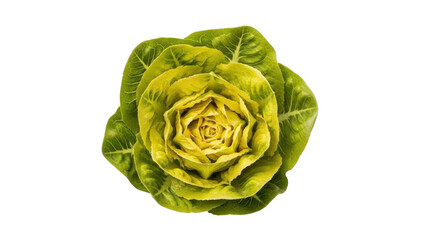 Obraz premium Fresh green lettuce leaf close-up isolated on transparent background