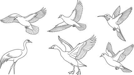 Fototapeta premium Flying Birds Outline Vector Illustration Including Pigeon Crane Duck and Hummingbird for Nature Wildlife and Freedom Design Projects