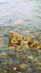 Obraz premium Shallow water with a rocky seabed and a coral formation