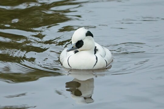 Smew (Mergellus albellus)