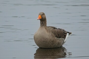 Obraz premium Graylag Goose (Anser anser)