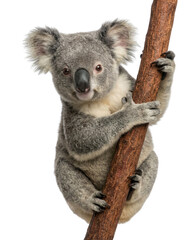 Obraz premium Cute Koala Bear Climbing Brown Tree Branch Isolated on White Background