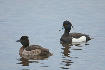 Obraz premium Tufted Duck (Aythya fuligula)