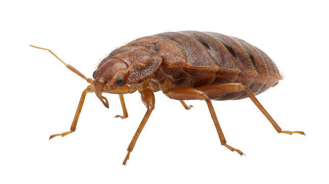 Close-up of a single brown bed bug insect on a white background