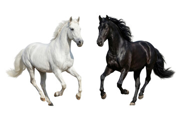 Obraz premium Two Dynamic White and Black Horses Galloping Isolated on White Background