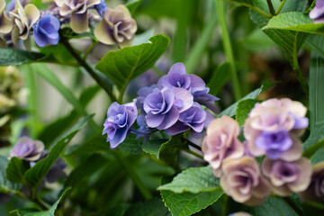 梅雨時期を華やかにする紫陽花の花