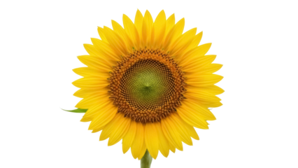 Isolated sunny sunflower bloom, close-up of yellow petals and seeds, nature is beauty on display