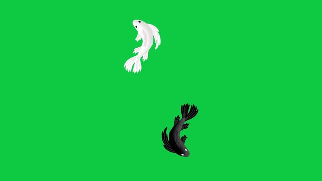 Two Black and White Fish Swimming 2d flat design style Animation Green Screen Seamless Loop