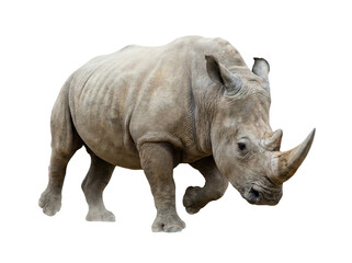Fototapeta premium White Rhinoceros Walking Isolated on White Background