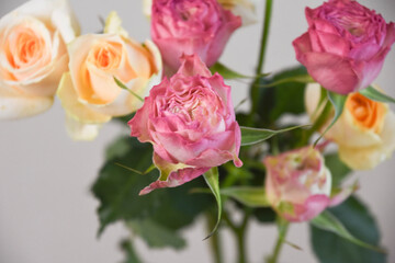 ピンクと黄色のばら