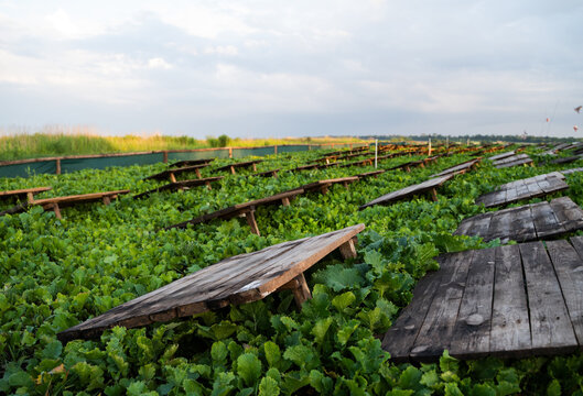 Low angle view of snail farm shelters placed above lush vegetation highlighting eco friendly farming methods