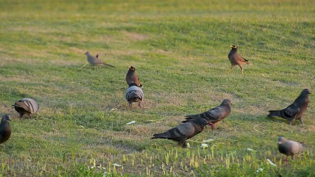 Flock of pigeons and mynas feeding on grass