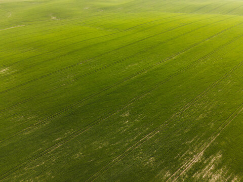 Drone aerial of expansive green farmland with cultivated crop rows, sustainable agriculture and rural landscape