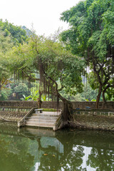 Obraz premium Tree Growing in Temple Pond with Exposed Roots in Ninh Binh, Vietnam