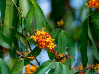 Fototapeta premium Vibrant Orange Ashoka Tree Flowers Saraca Indica Blooming on Green Leaves - Tropical Sacred Buddhist Ornamental Plant