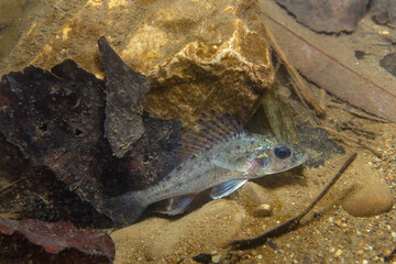 Underwater photograph of a common ruffe (Gymnocephalus cernuus) in its natural freshwater habitat. Small perch-like fish resting near the river bottom, captured in clear water using natural light.