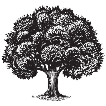 Old oak tree drawing. Black and white hand drawn engraving as a symbol of home, steady and peace. Can be recognised as ash or walnut.