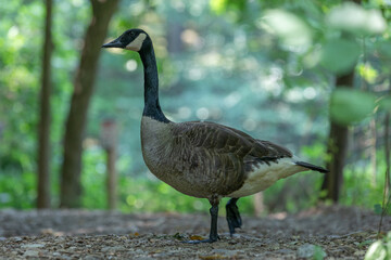 Fototapeta premium Canadian Goose