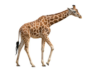 Fototapeta premium Full Body Giraffe Walking Isolated on White Background