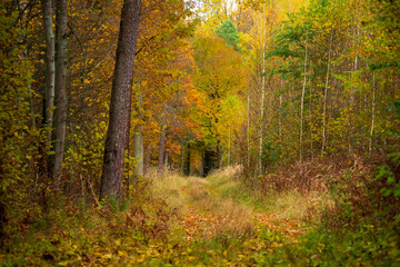Obraz premium Golden autumn path through a vibrant deciduous forest