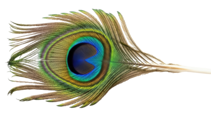 Isolated Peacock Feather Single Design Element Detailed Bird Plumage Elegant Sophistication